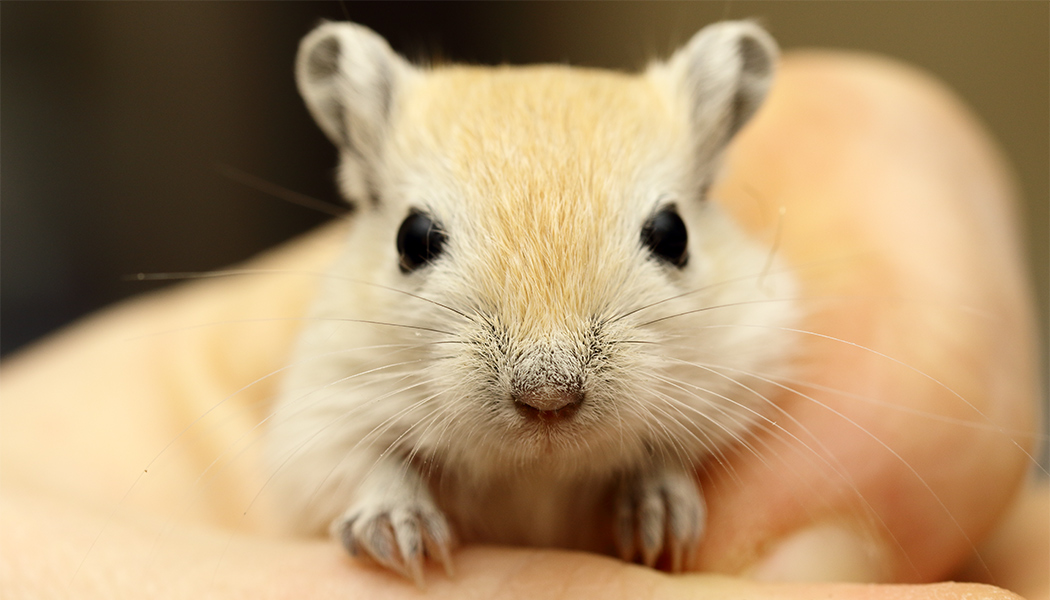 Een jong Mongoolse gerbil