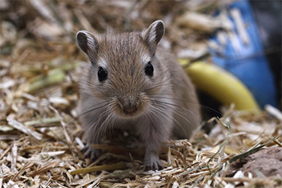 Mongoolse gerbil die je aankijkt