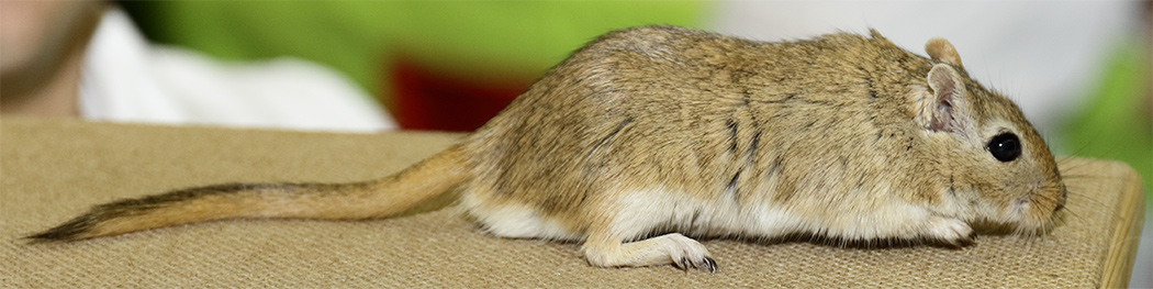 Mongoolse gerbil, wildkleur