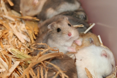 Dierenpret TER in Zwolle, gehouden op 15 oktober 2006