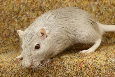 Mongoolse gerbils