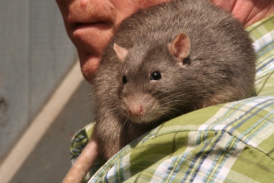 Tamme ratten