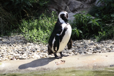 Burgers' Zoo