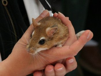 Een aparte soort gerbil