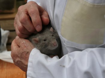 Tijdens de keuring worden de dieren geaaid