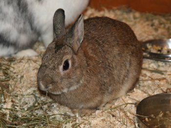 Speciaal voor de kinderen waren er diverse hoekjes gemaakt met leuke aaibare dieren