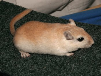 Mongoolse gerbil, kleur Algerijn