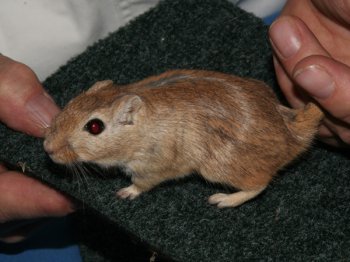 Mongoolse gerbil, wildkleur, de keurmeester blaast in de vacht om te kijken of de onderkleur goed is