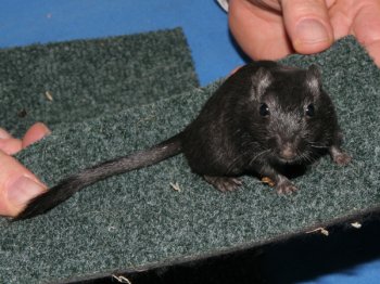 Mongoolse gerbil, kleur zwart, bij deze diersoort zijn ook de voetjes zwart!