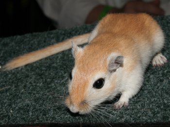 Mongoolse gerbil, kleur Algerijn