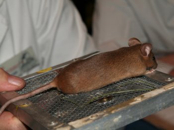 Kleurmuis, kleur Cinnamon agouti, dit is niet goud agouti! De haartoppen zijn kaneelkleurig en niet zwartkleurig.