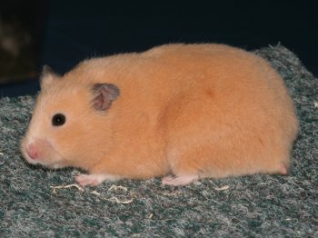 Roxy van Nanette Mesker. Zij is de beste nkleur Syrische hamster geworden en ook nog eens de mooiste Syrische hamster van de show!
