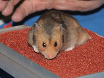 Selena is trots op haar hamster!