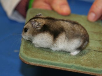 Deze Russische dwerghamster heeft een niet doorlopende drieboog