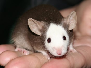 Een bijzonder muis van Saskia en Peter