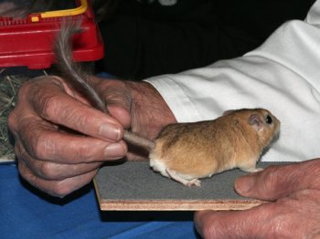 De keurmeester bekijkt de staart van de Pluimstaart Gerbil