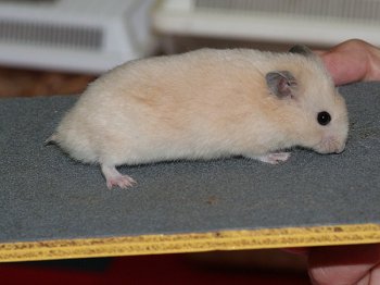 Jonge Syrische hamster, kleur Crme