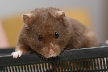 Syrische hamster kleur Chocola