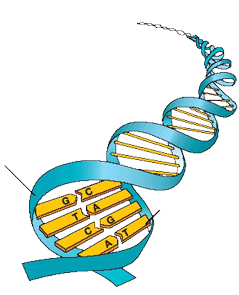 Weergave van DNA