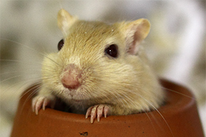 Mongoolse gerbil in bloempot