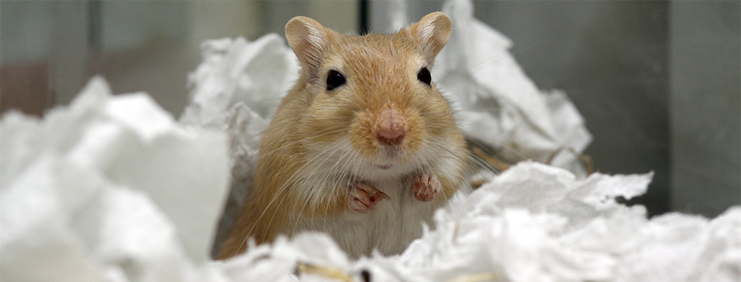 Mongoolse gerbil hebben veel graafbehoeftes