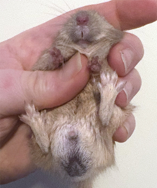 Mongoolse gerbil, geslachtsbepaling mannetje