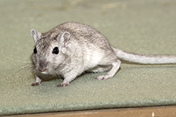 Mongoolse gerbil, Colourpoint Zilver-agouti