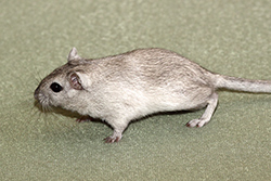 Mongoolse gerbil, Colourpoint Zilver-agouti