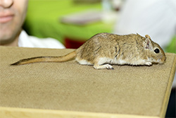 Mongoolse gerbil, agouti