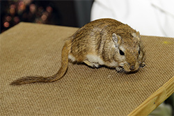 Mongoolse gerbil, agouti