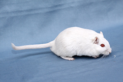 Mongoolse gerbil, albino