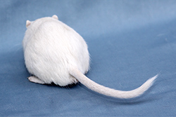 Mongoolse gerbil, albino