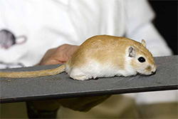 Mongoolse gerbil, geel donkeroog