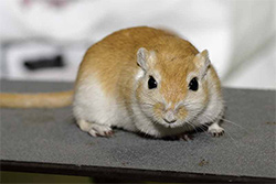 Mongoolse gerbil, geel donkeroog