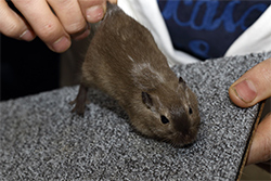 Mongoolse gerbil, burmees