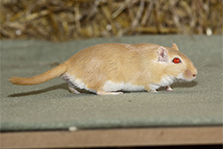 Mongoolse gerbil, geel wildkleur