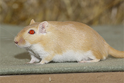 Mongoolse gerbil, geel wildkleur