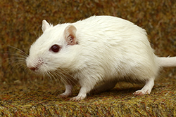 Mongoolse gerbil, Himalaya