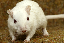 Mongoolse gerbil, Himalaya