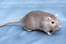 Mongoolse gerbil, champagne