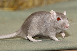 Mongoolse gerbil, champagne