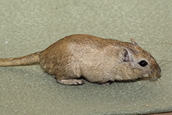 Mongoolse gerbil, Nootmuskaat