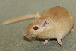 Mongoolse gerbil, Nootmuskaat roodoog