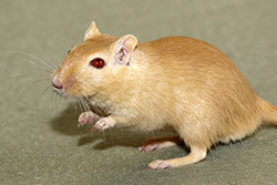 Mongoolse gerbil, Nootmuskaat roodoog