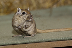 Mongoolse gerbil, Nootmuskaat