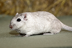 Mongoolse gerbil, champagne