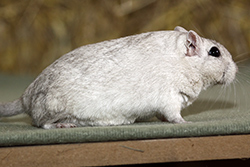 Mongoolse gerbil, champagne