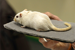 Mongoolse gerbil, Schimmel