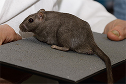 Mongoolse gerbil, Sepia