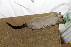 Mongoolse gerbil, Siamees